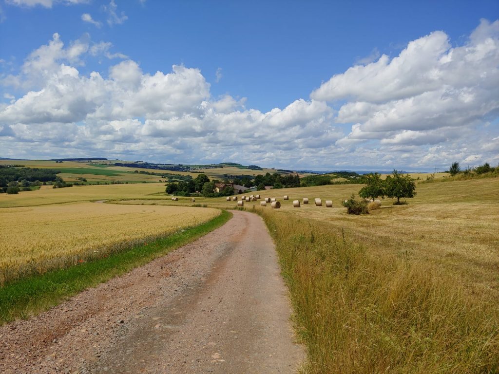 landschaftlicher Weg zwischen zwei Feldern mit herbstlichem Getreide, darüber blauer Himmel